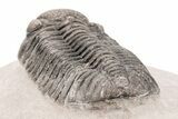 Prone Trilobite (Pedinopariops) - Mrakib, Morocco #210395-5